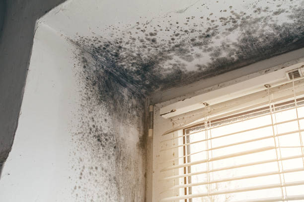 Affordable Black Mold Remediation solutions in Fuquay-Varina, NC