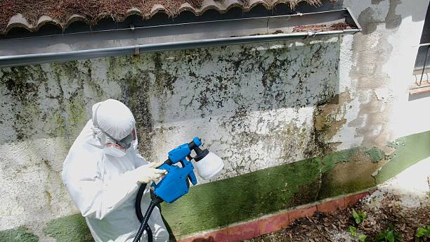 Top rated local Black Mold Remediation specialists in Fuquay-Varina, NC